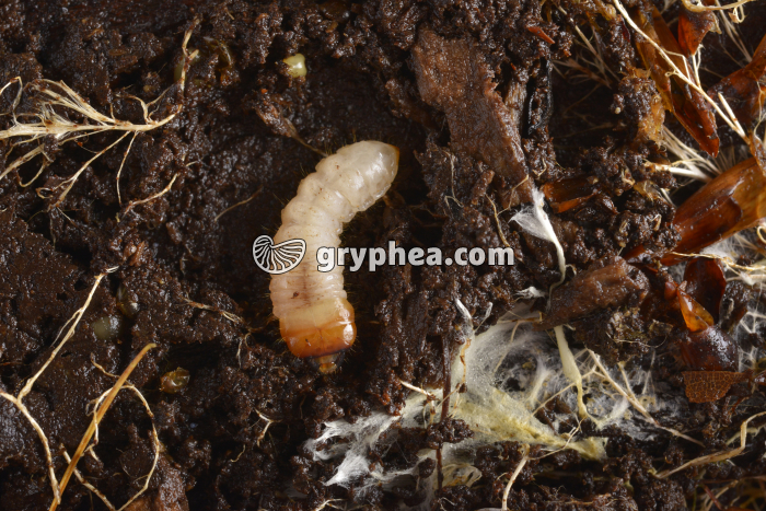 Insecte coléoptère - larve dans le sol forestier - gryphea.com